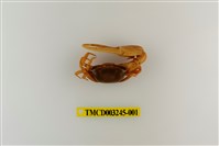 藏品(呼喚丑招潮蟹)的圖片